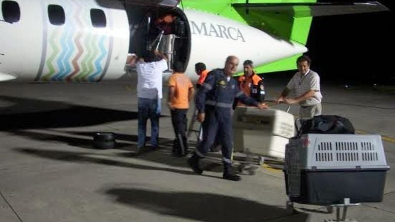 Brigada de perros especializada se sumó a la búsqueda de Carolina Sal