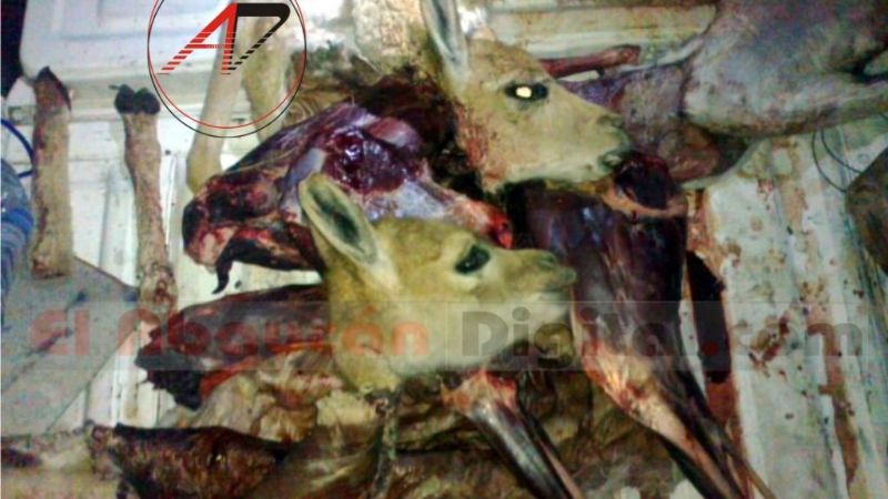 Secuestran vicuñas muertas a cazadores furtivos