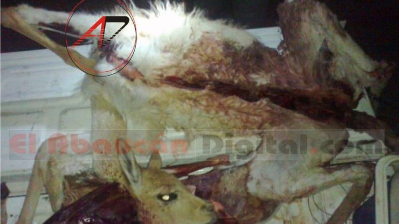 Secuestran vicuñas muertas a cazadores furtivos