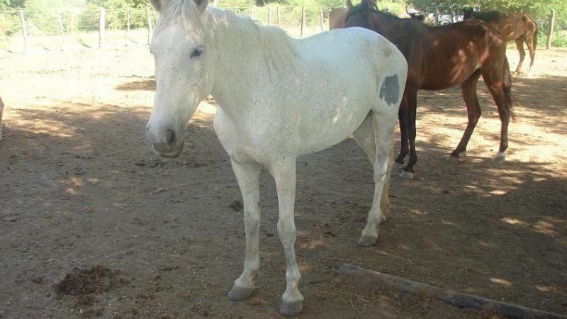 Recuperan animales equinos robados el año pasado