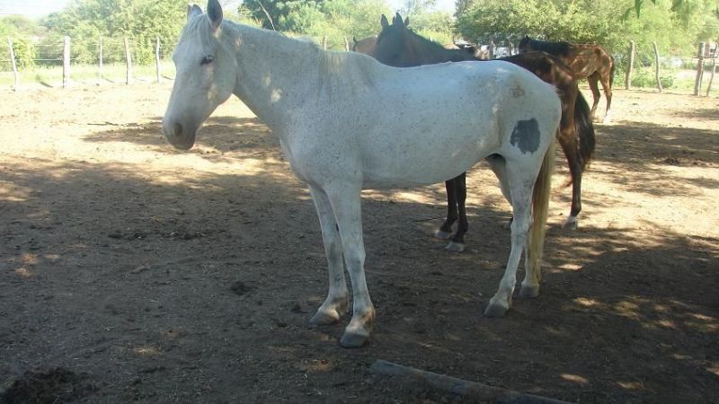 Recuperan animales equinos robados el año pasado