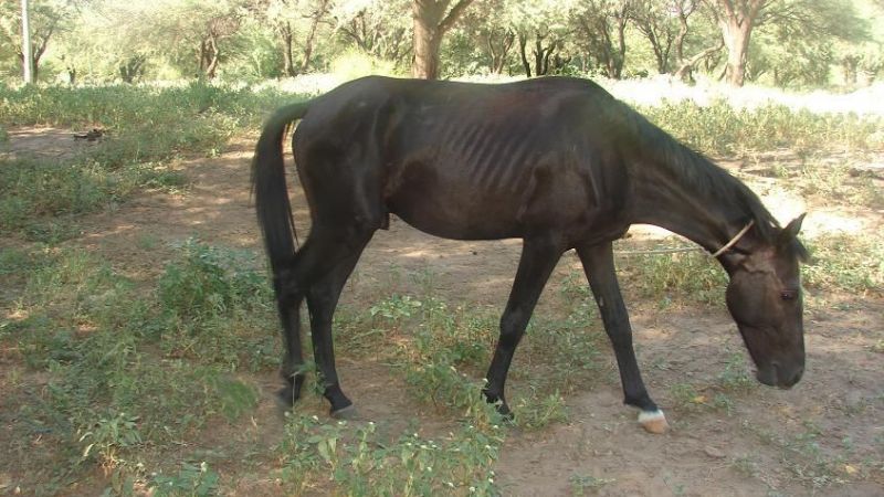 Recuperan animales equinos robados el año pasado