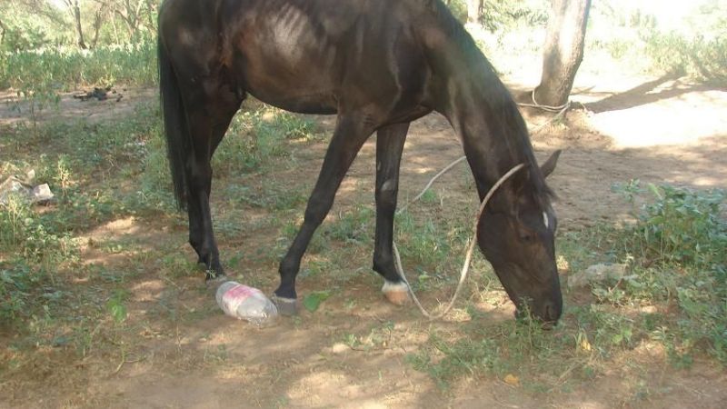 Recuperan animales equinos robados el año pasado