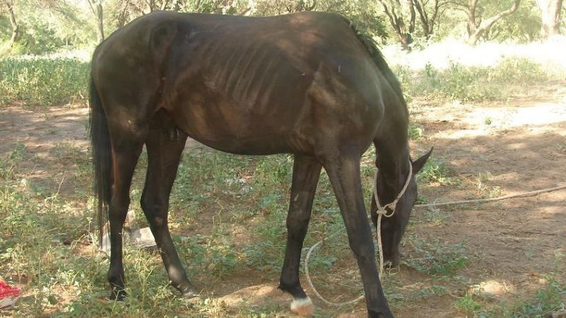 Recuperan animales equinos robados el año pasado