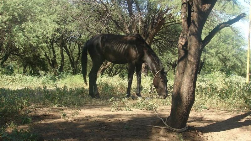 Recuperan animales equinos robados el año pasado