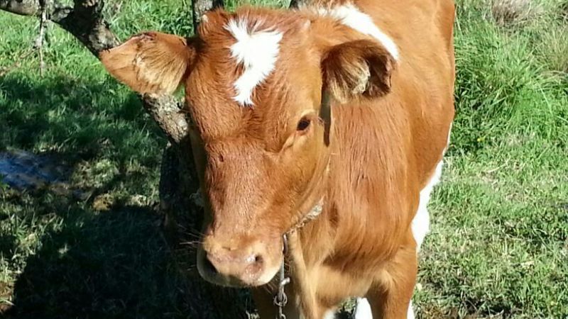 Encuentran terneros robados