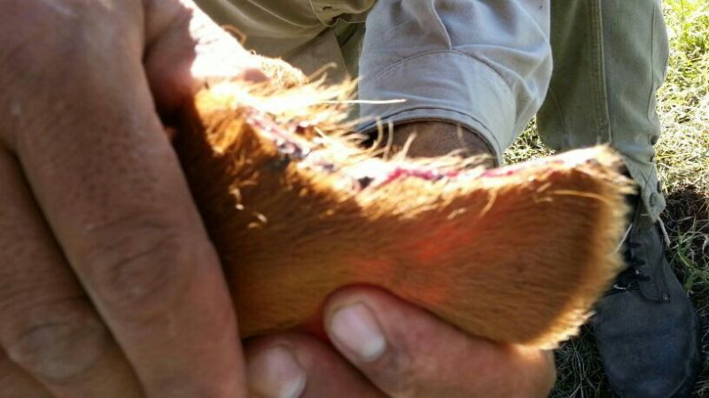 Encuentran terneros robados