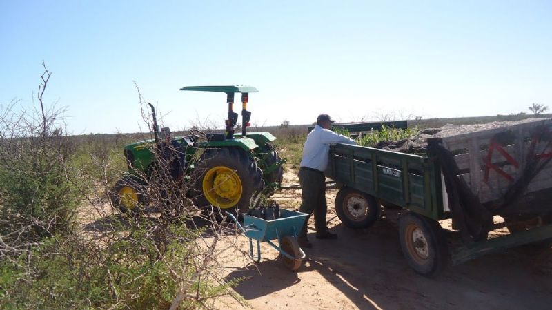 Reforestación en Recreo