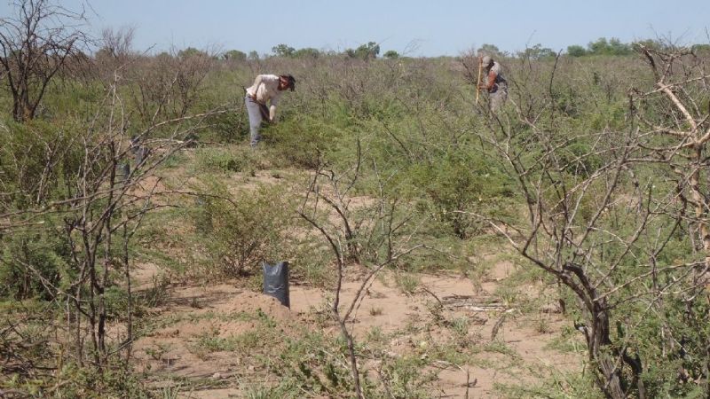 Reforestación en Recreo
