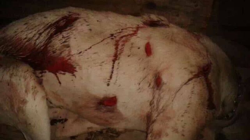 Lo escrachan en Facebook por destrozar a un perro