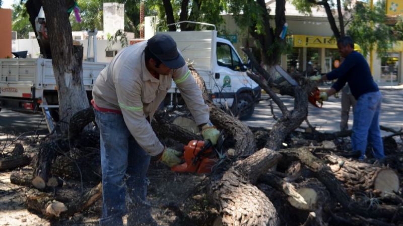 Inició la poda preventiva en Valle Viejo