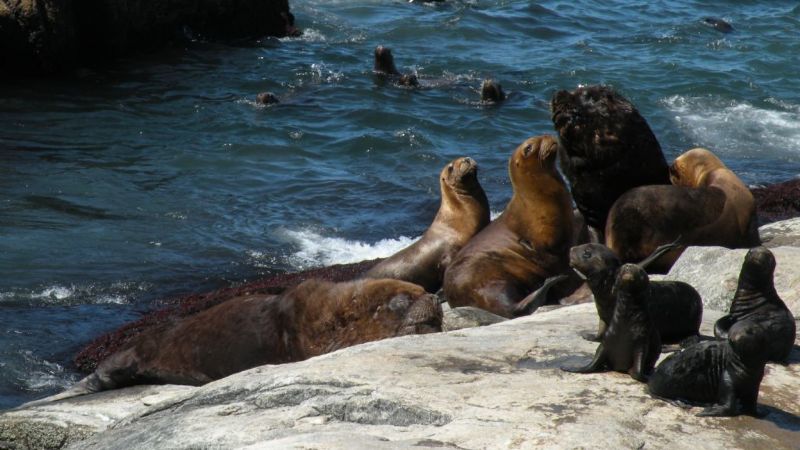 El valor cultural de las focas supera hoy su valor comercial