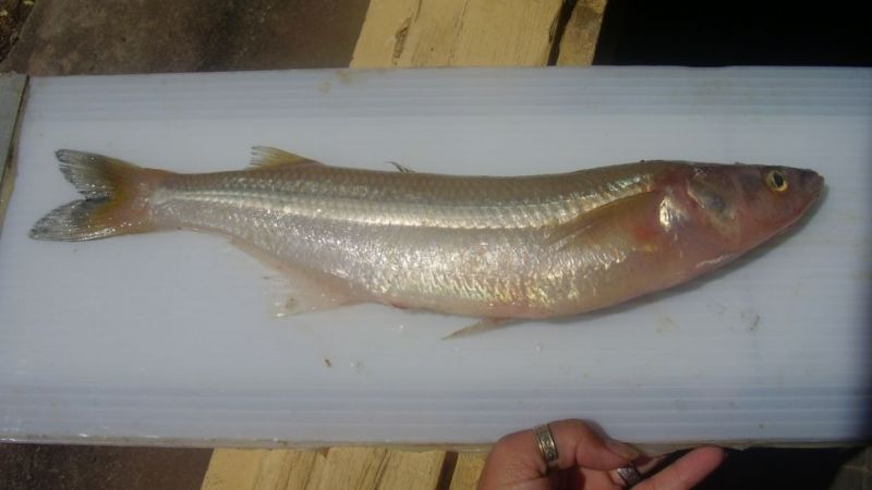 Siembra de diques en Catamarca