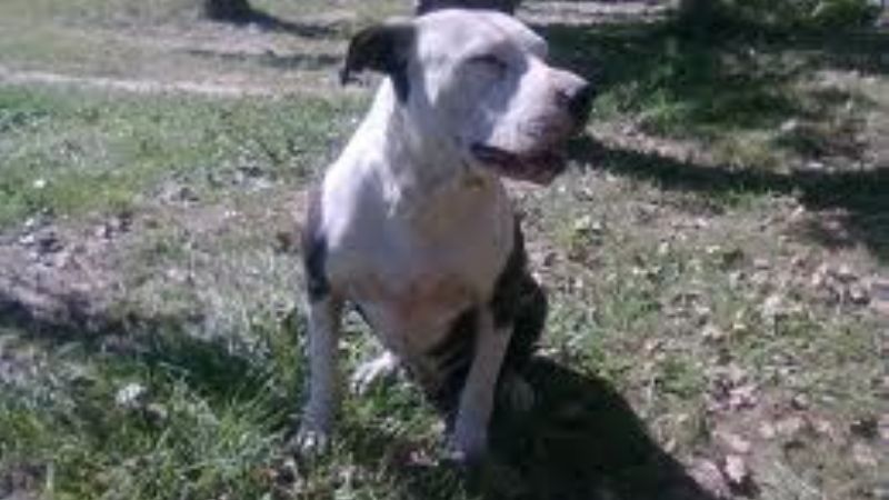 Nena en grave estado tras ser atacada por perro Pampa