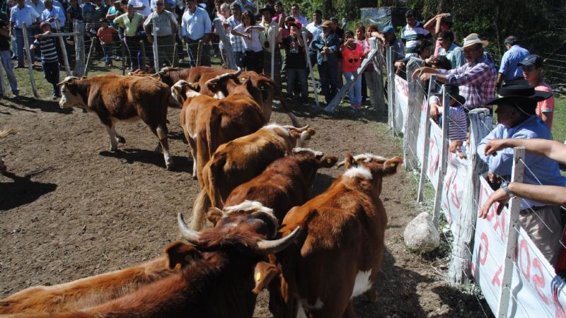 V muestra ganadera y IV feria artesanal de Balcozna