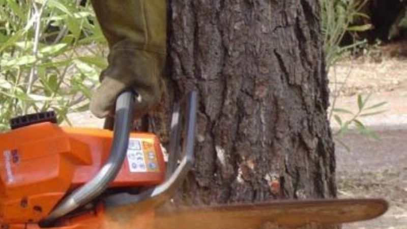 Tala de árboles domiciliarios