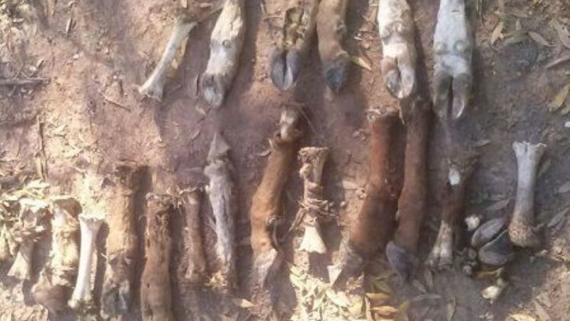 Secuestraron animales en Recreo