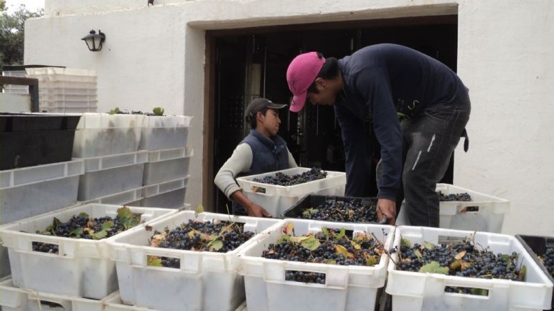 La bodega “Las Mojarras” comenzó su vendimia