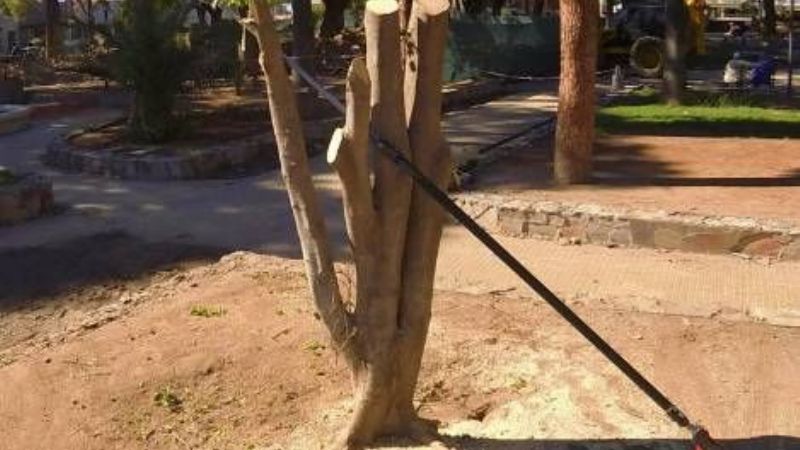 La Municipalidad niega tala indiscriminada en la Plaza