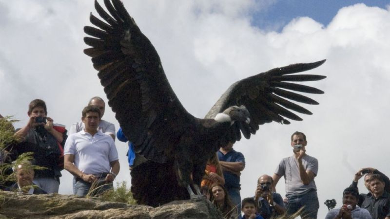 Liberaron al Cóndor Andino en El Portezuelo