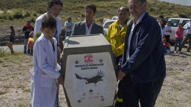 Liberaron al Cóndor Andino en El Portezuelo