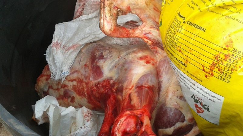 Detuvieron a cuatro personas y secuestran animales faenados en Achalco