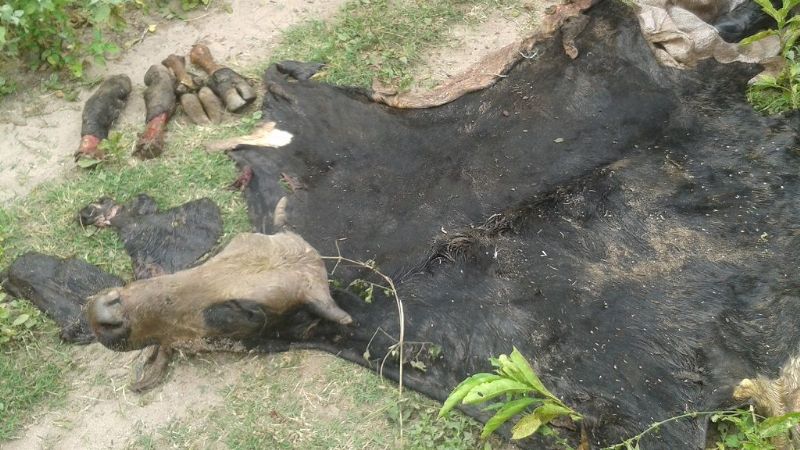 Detuvieron a cuatro personas y secuestran animales faenados en Achalco