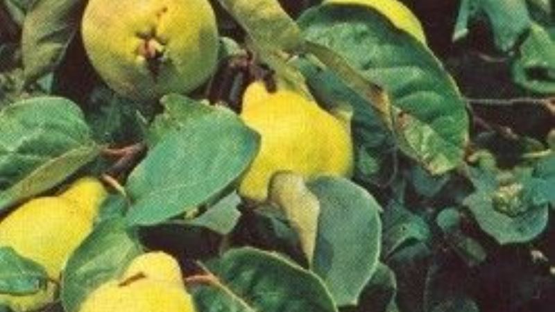 Los extremos dejaron pérdidas al membrillo