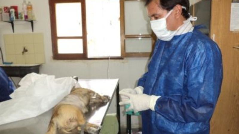 Comenzó la castración canina en Santa María