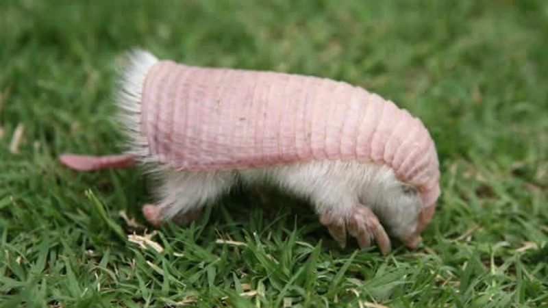 La especie “fantasma”