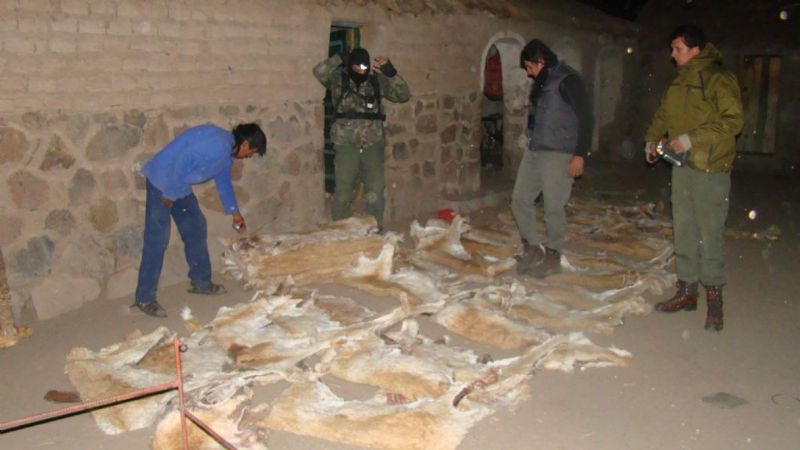 Ambiente secuestró cueros de vicuña