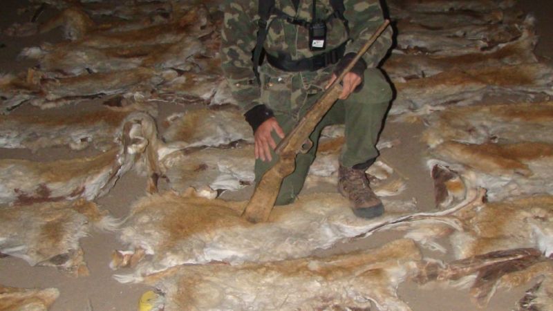 Ambiente secuestró cueros de vicuña