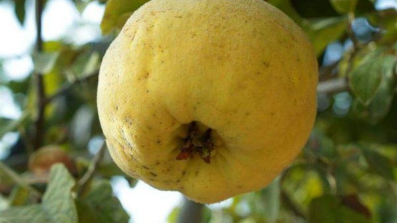 Buena producción andalgalense