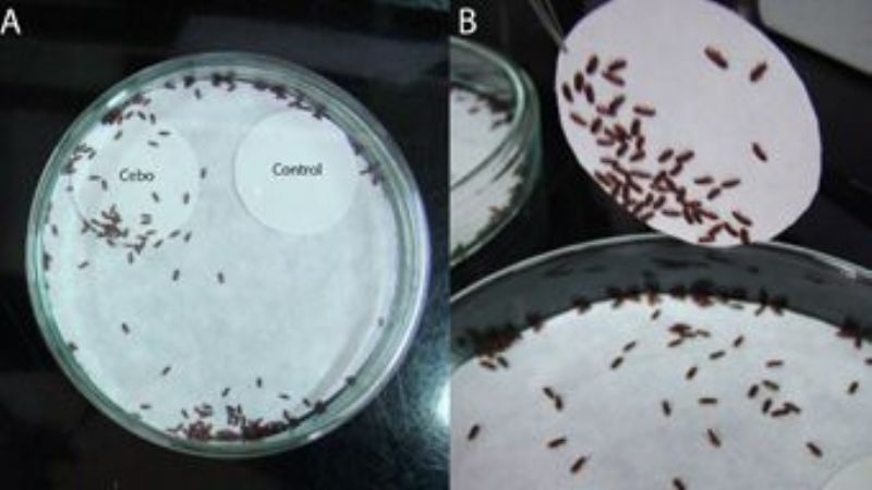 Crean una trampa sustentable contra el gorgojo de la harina