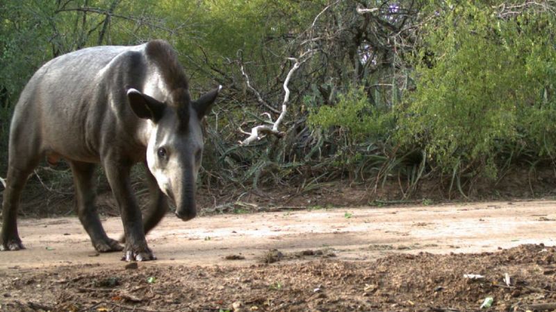 Presentan un Proyecto de Ley para crear el Parque Nacional Impenetrable