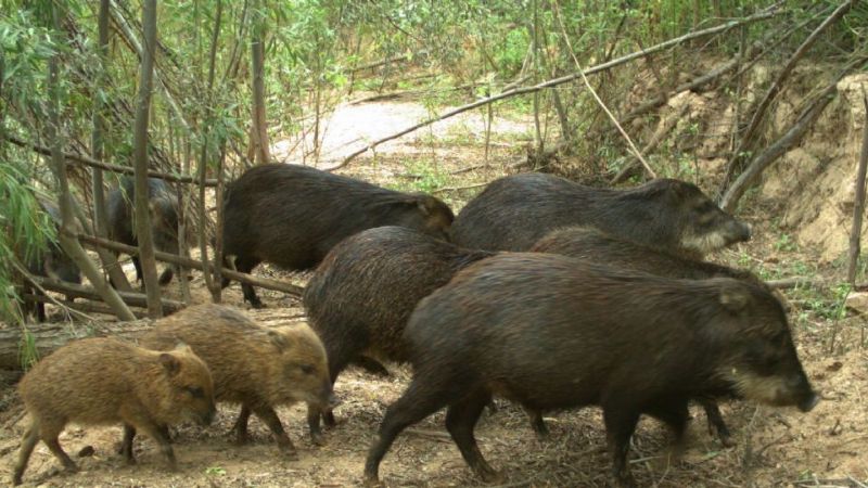 Presentan un Proyecto de Ley para crear el Parque Nacional Impenetrable