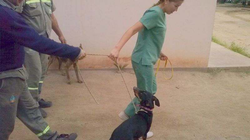 Perrita se escapó porque no quería ser castrada