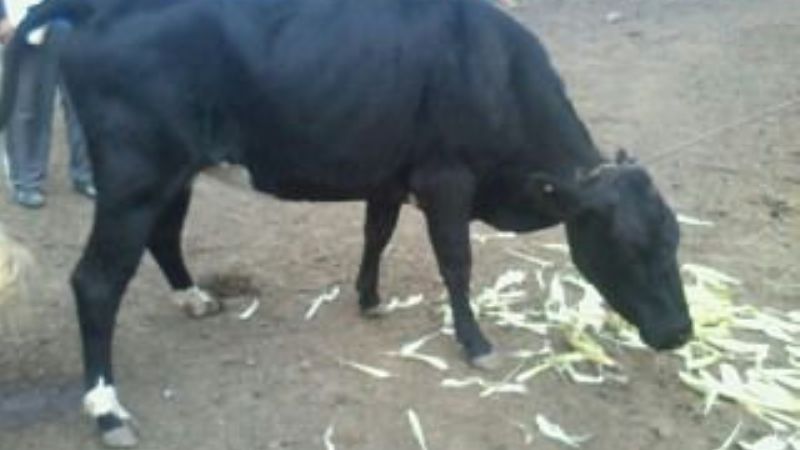 El Alto: arrestaron a dos sujetos y secuestran un animal vacuno