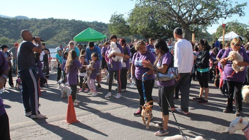 Más de 200 mascotas participaron de jornada “Caminemos por ellos”