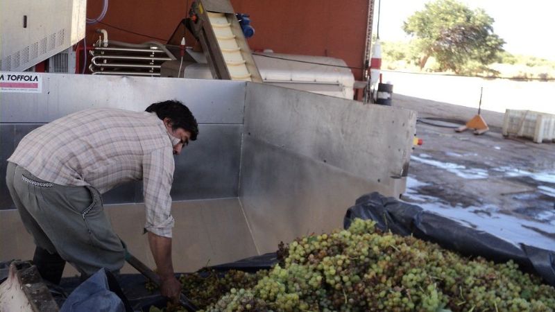Comenzó oficialmente la operatoria vitícola en Santa María