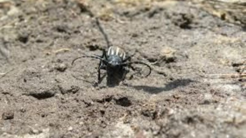 Invasión de coleópteros y afines