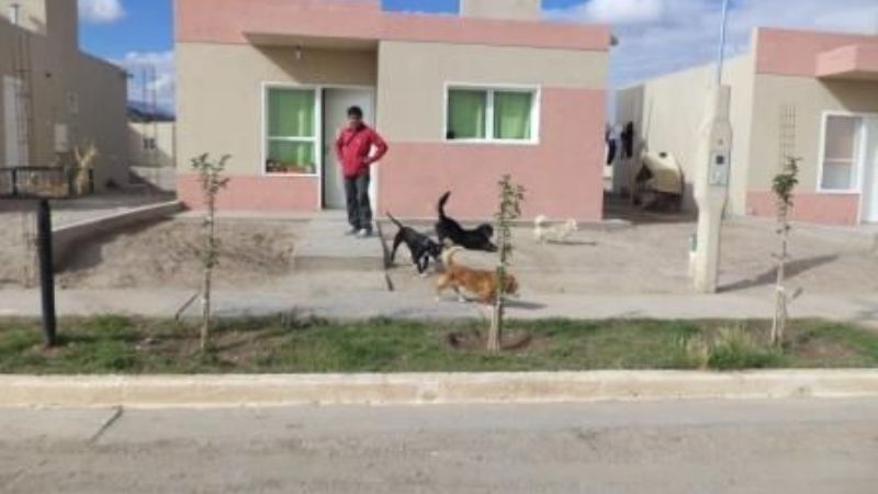 Vacunación antirrábica y desparasitación