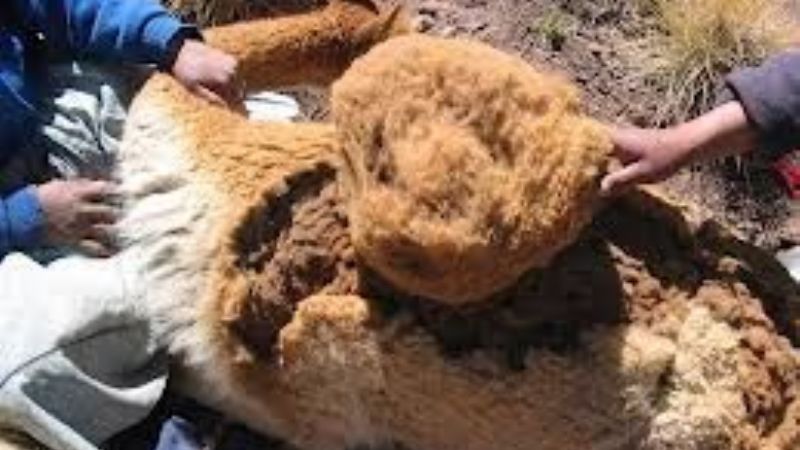 Venta de fibra de vicuña