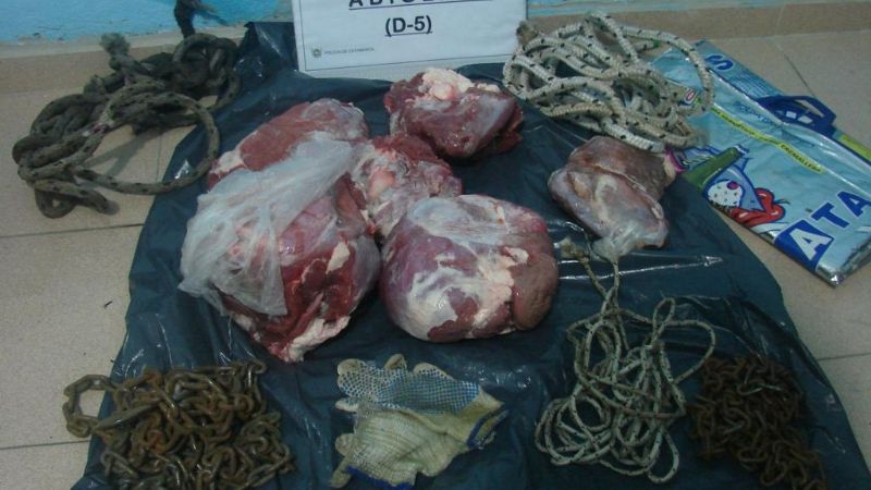 Recuperan carne de animal robado y faenado