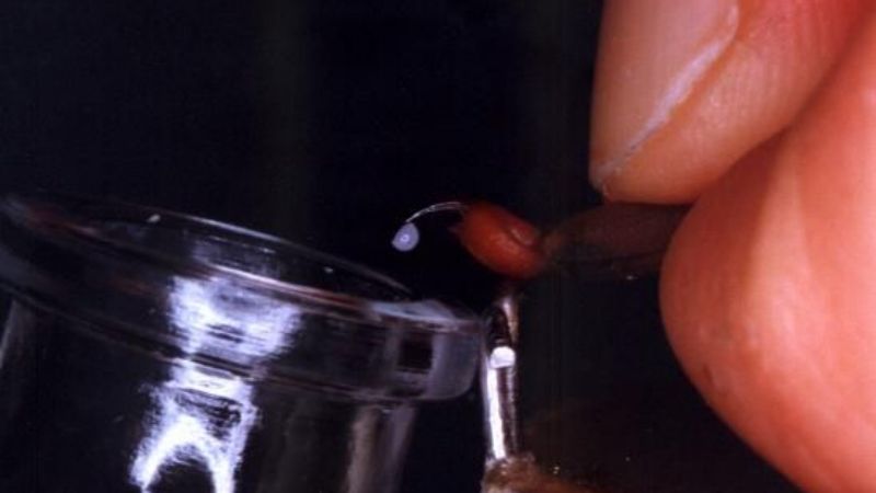 Alacranes venenosos invaden las viviendas de Córdoba