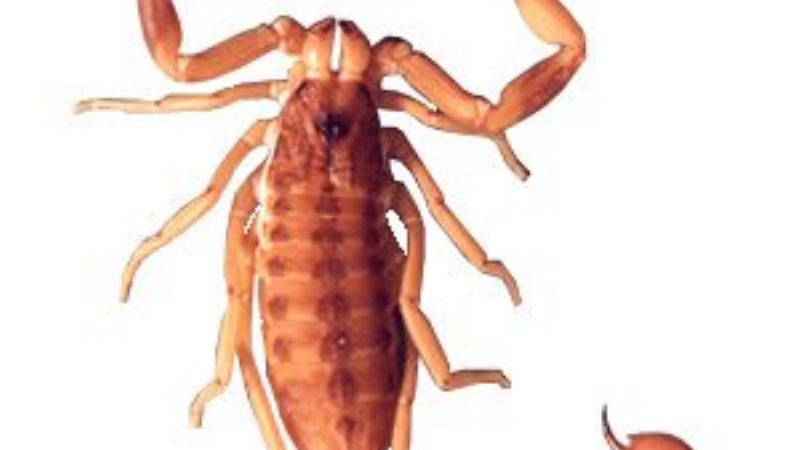 Alacranes venenosos invaden las viviendas de Córdoba