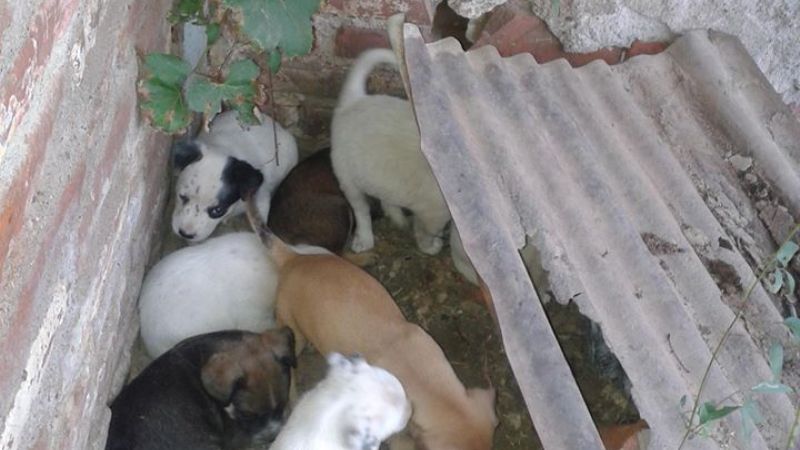 Marcha contra asesino de perros