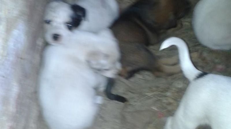 Marcha contra asesino de perros