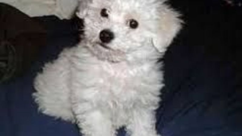 Recuperan cachorro robado