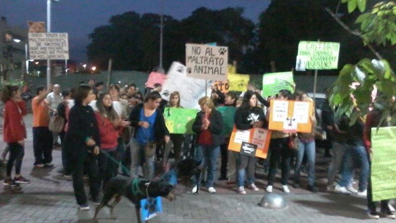 Convocante marcha en defensa de los animales
